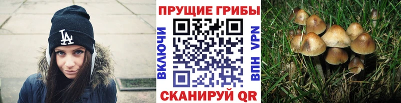 гидра как зайти  Ишим  Галлюциногенные грибы прущие грибы 